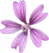 Mauve sylvestre